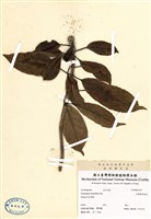 藏品(全緣葉秀球花)的圖片